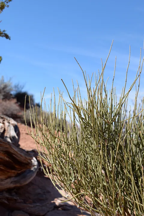 Desert plant detail