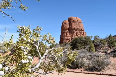 Juniper and red rock formation, Arches National Park