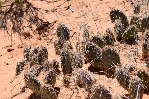 Prickly pear cactus in red sand