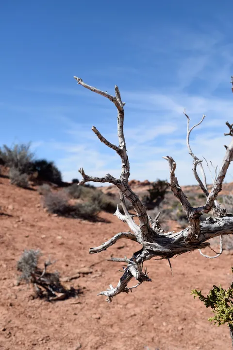 Weathered desert branch